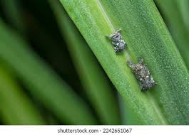 Attēlu rezultāti vaicājumam “Schizolachnus pineti”