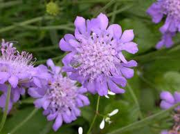 Image result for Scabiosa canescens