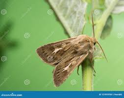 Attēlu rezultāti vaicājumam “Cerapteryx graminis”