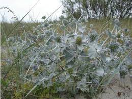 Attēlu rezultāti vaicājumam “Eryngium maritimum”