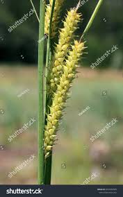 Attēlu rezultāti vaicājumam “Carex rostrata”