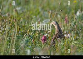 Attēlu rezultāti vaicājumam “Crex crex adult”