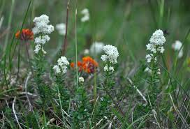 Attēlu rezultāti vaicājumam “Galium boreale”