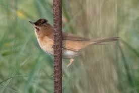 Image result for Acrocephalus agricola