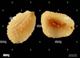 Attēlu rezultāti vaicājumam “Veronica persica fruit”