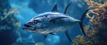 Image result for Thunnus atlanticus