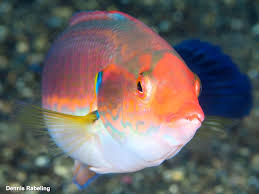 Attēlu rezultāti vaicājumam “Lophozia laxa macro”