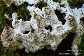 Attēlu rezultāti vaicājumam “Diderma crustaceum”