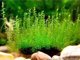 Attēlu rezultāti vaicājumam “Amblystegium serpens macro”