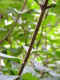 Attēlu rezultāti vaicājumam “Lonicera ferdinandii”