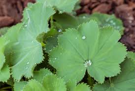 Image result for Alchemilla vulgaris