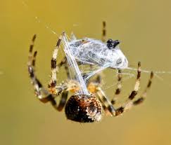 Attēlu rezultāti vaicājumam “Araneus diadematus eggs”