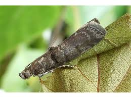 Attēlu rezultāti vaicājumam “Ortholepis betulae”