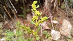 Attēlu rezultāti vaicājumam “Herniaria glabra flower”