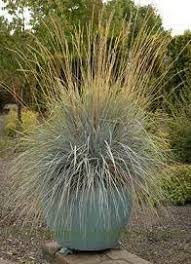 Attēlu rezultāti vaicājumam “Helictotrichon pratense”