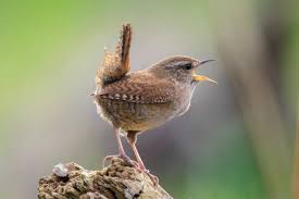 Attēlu rezultāti vaicājumam “Troglodytes troglodytes”