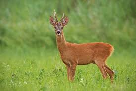 Attēlu rezultāti vaicājumam “Capreolus capreolus”