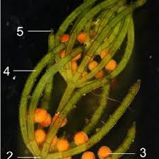 Attēlu rezultāti vaicājumam “Chara filiformis”