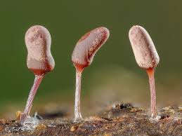 Attēlu rezultāti vaicājumam “Arcyria imperialis macro”