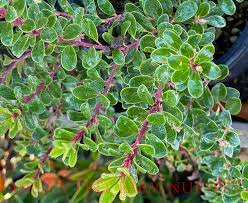 Attēlu rezultāti vaicājumam “Arctostaphylos uva-ursi”