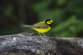 Image result for Wilsonia citrina