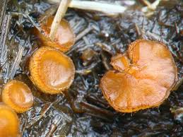 Attēlu rezultāti vaicājumam “Cheilymenia stercorea”