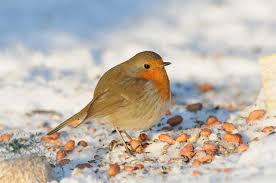 Image result for Erithacus rubecula