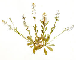 Attēlu rezultāti vaicājumam “Polygala amarella”