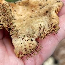 Attēlu rezultāti vaicājumam “Amaurochaete atra young”