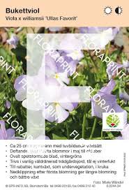 Attēlu rezultāti vaicājumam “Viola x williamsii”