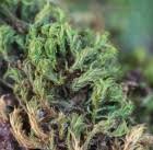 Attēlu rezultāti vaicājumam “Zygodon rupestris”