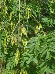 Attēlu rezultāti vaicājumam “Fraxinus excelsior Pendula female flower”