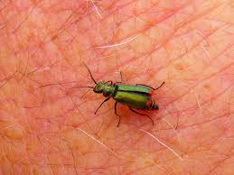 Attēlu rezultāti vaicājumam “Malachidae”