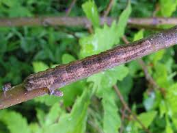Attēlu rezultāti vaicājumam “Crocallis elinguaria larva”