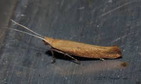 Attēlu rezultāti vaicājumam “Ypsolophidae”