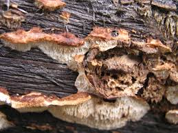 Attēlu rezultāti vaicājumam “Postia”