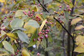 Attēlu rezultāti vaicājumam “Sorbus alnifolia”
