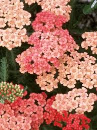 Attēlu rezultāti vaicājumam “Achillea salicifolia”