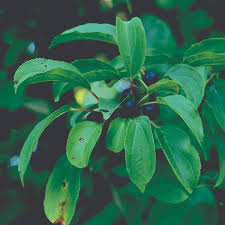 Attēlu rezultāti vaicājumam “Rhamnus cathartica”