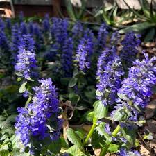 Attēlu rezultāti vaicājumam “Ajuga genevensis”