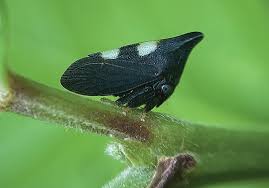 Attēlu rezultāti vaicājumam “Licea minima macro”