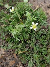Attēlu rezultāti vaicājumam “Spergularia rubra leaf”