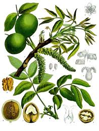 Attēlu rezultāti vaicājumam “Juglans x sinensis fruit”