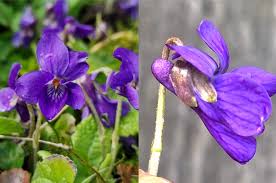 Image result for Viola odorata