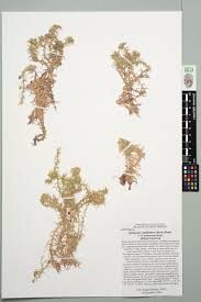 Attēlu rezultāti vaicājumam “Sphagnum capillifolium”