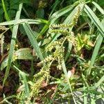 Attēlu rezultāti vaicājumam “Echinochloa crus-galli fruit”
