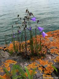 Attēlu rezultāti vaicājumam “Campanula rotundifolia”