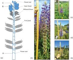 Attēlu rezultāti vaicājumam “Lupinus polyphyllus flower”