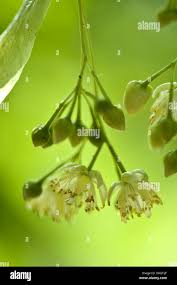 Attēlu rezultāti vaicājumam “Tilia platyphyllos subsp. cordifolia flower”