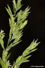 Attēlu rezultāti vaicājumam “Poa nemoralis fruit”